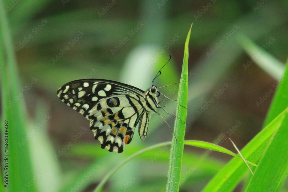 Obraz premium orange butterfly in the grass, Papilio demoleus, or Lime Butterfly, is a butterfly belonging to the family Papilionidae and subfamily Papilioninae.