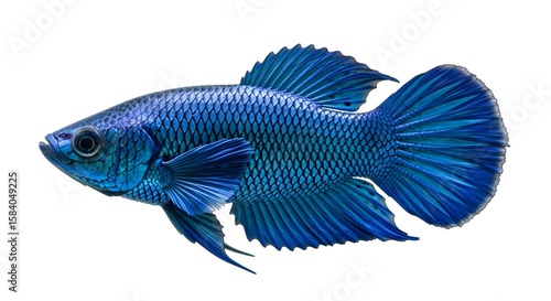 Blue Fish Siamese Fighting Fish
