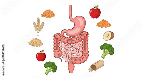 Fiber and Gut Health Vector – Digestive System Nutrition Concept

