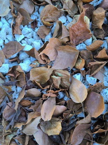 Autumn dry leaves background