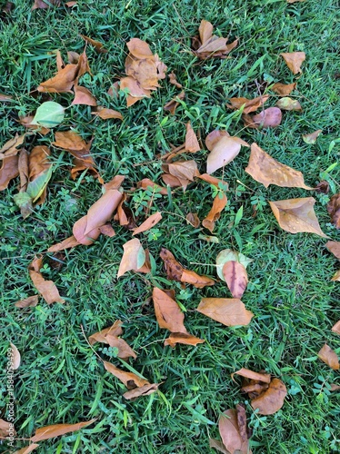 Fall leaves on the ground background