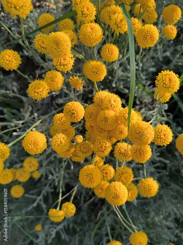 Wild yellow chrysanthemum flowers 