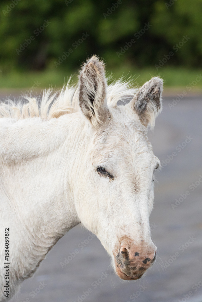 Obraz premium Wild burro head close-up