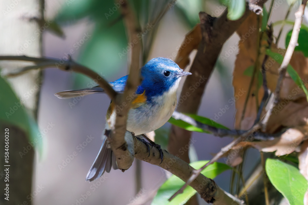Obraz premium 羽ばたいて飛び出す幸せの青い鳥、可愛いルリビタキ（ヒタキ科） 英名学名：Red flanked Bluetail (Tarsiger cyanurus) 埼玉県北本市、北本自然観察公園 2024 