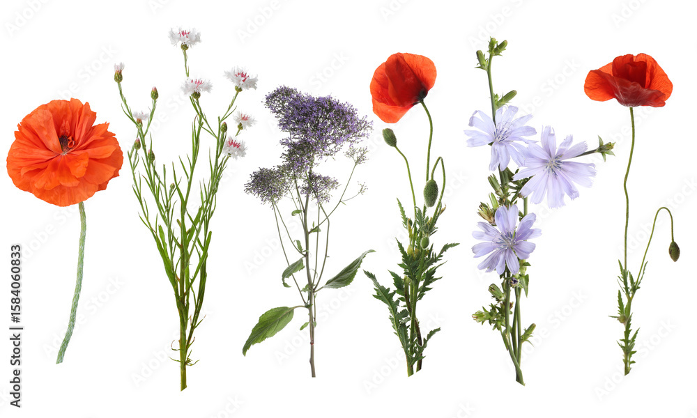 Fototapeta premium Wildflowers on white background, set. Different blooming plants