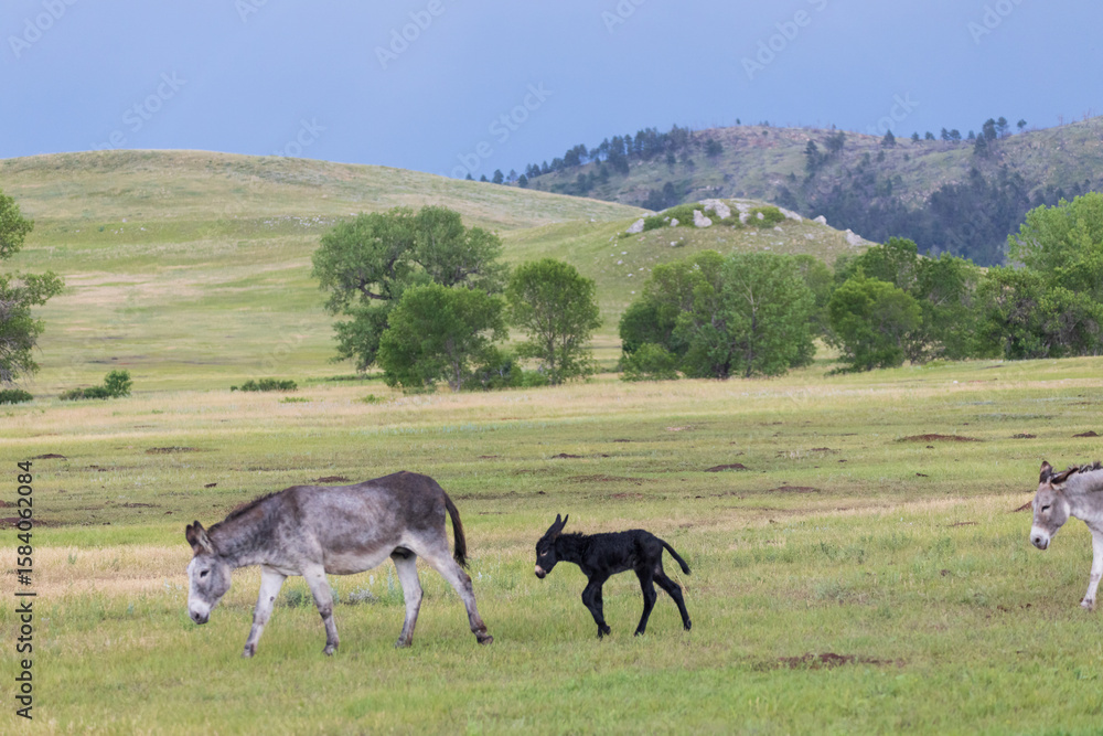 Fototapeta premium Wild burro with foal in a meadow