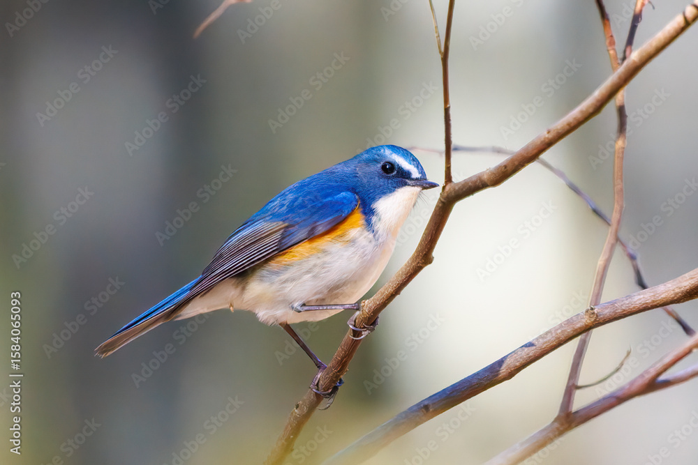 Obraz premium 羽ばたいて飛び出す幸せの青い鳥、可愛いルリビタキ(ヒタキ科) 英名学名:Red flanked Bluetail (Tarsiger cyanurus) 埼玉県北本市、北本自然観察公園 2024