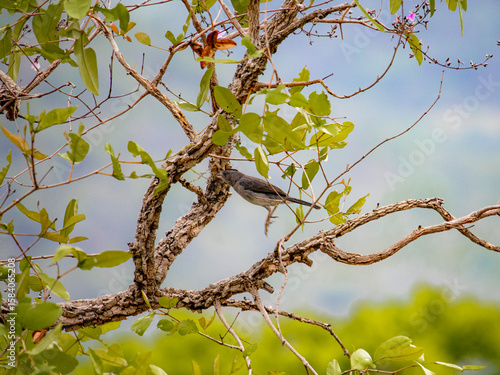 Chapada das Mesas - Maranhão