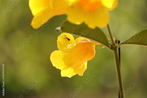 Chapada das Mesas - Maranhão