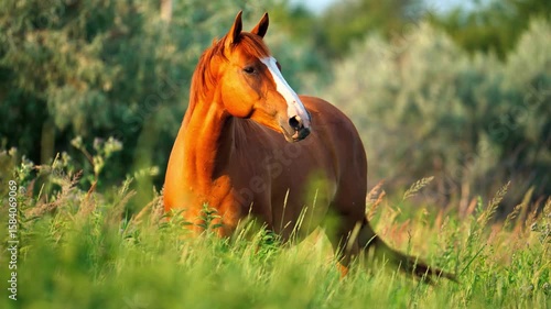 Chestnut Horse in Summer Meadow.