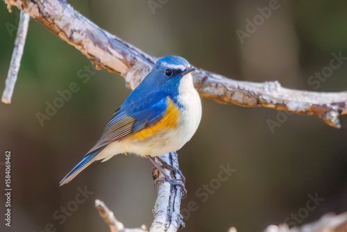 羽ばたいて飛び出す幸せの青い鳥、可愛いルリビタキ（ヒタキ科） 英名学名：Red flanked Bluetail (Tarsiger cyanurus) 埼玉県北本市、北本自然観察公園 2024 