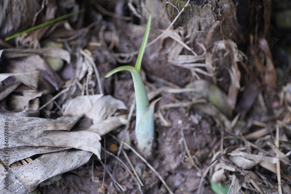 A young banana plant sprouting from the ground near the base of a mature banana tree, with small light-green leaves and a tender stem A young banana plant sprouting from the ground near the base of a mature banana tree, with small light-green leaves and a tender stem