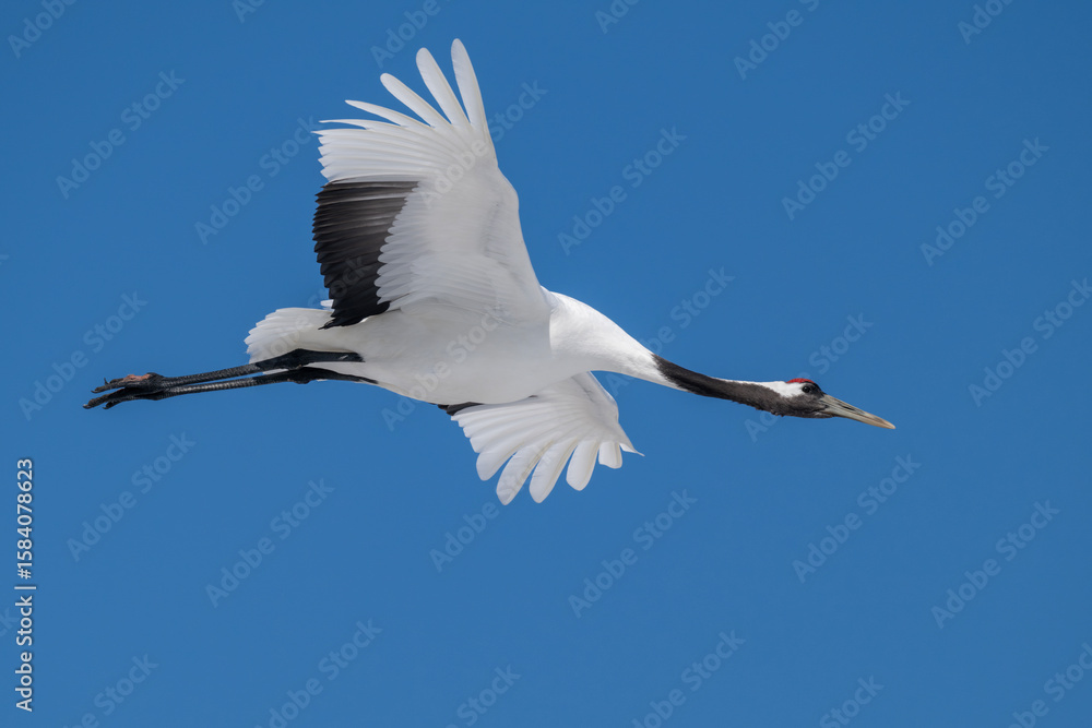 Obraz premium Red-crowned crane flying and a bright blue sky