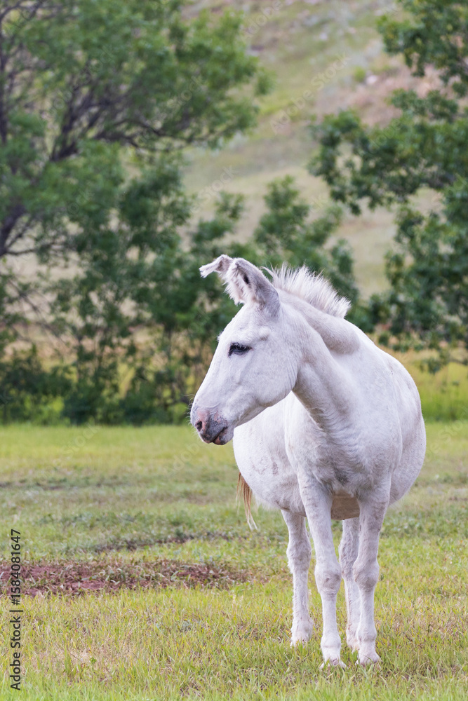 Fototapeta premium Wild burro in a meadow