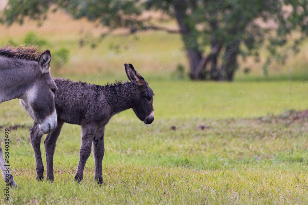 Fototapeta premium Wild burro with foal in a meadow
