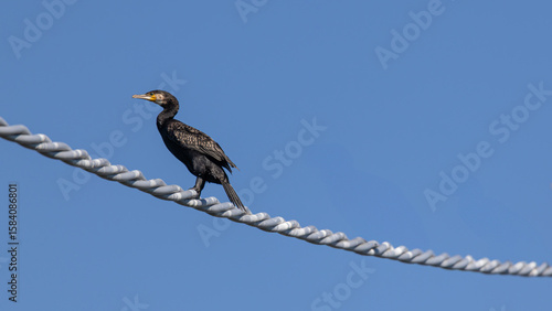 Kormoran auf Stromleitung