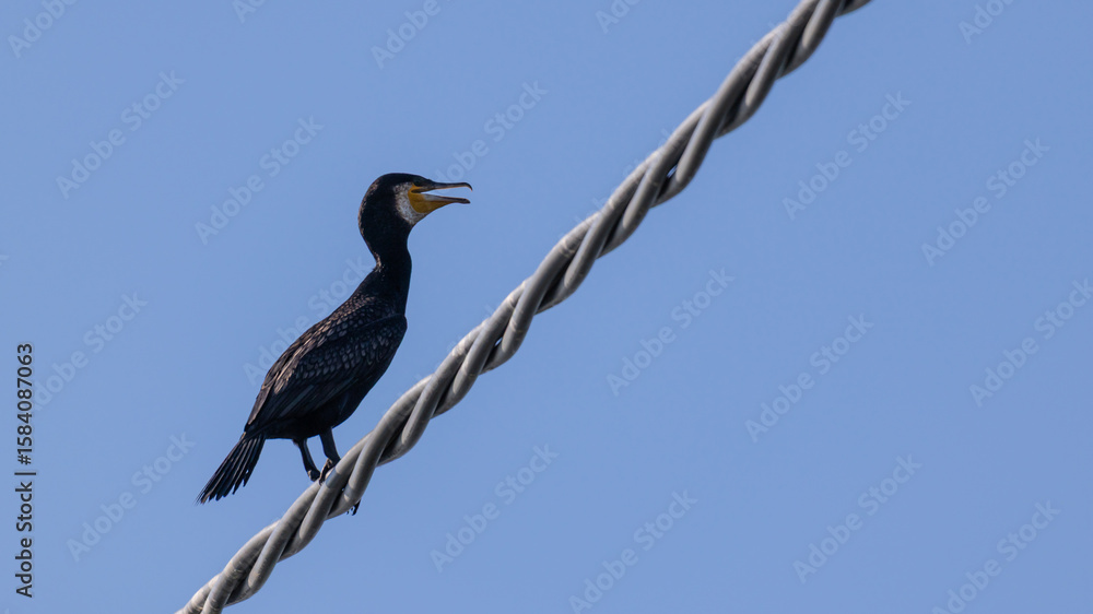 Fototapeta premium Kormoran auf einer Stromleitung