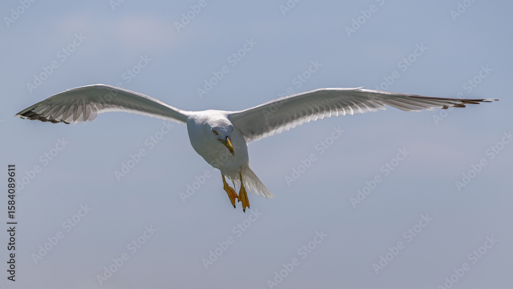 Fototapeta premium Möwe am Himmel