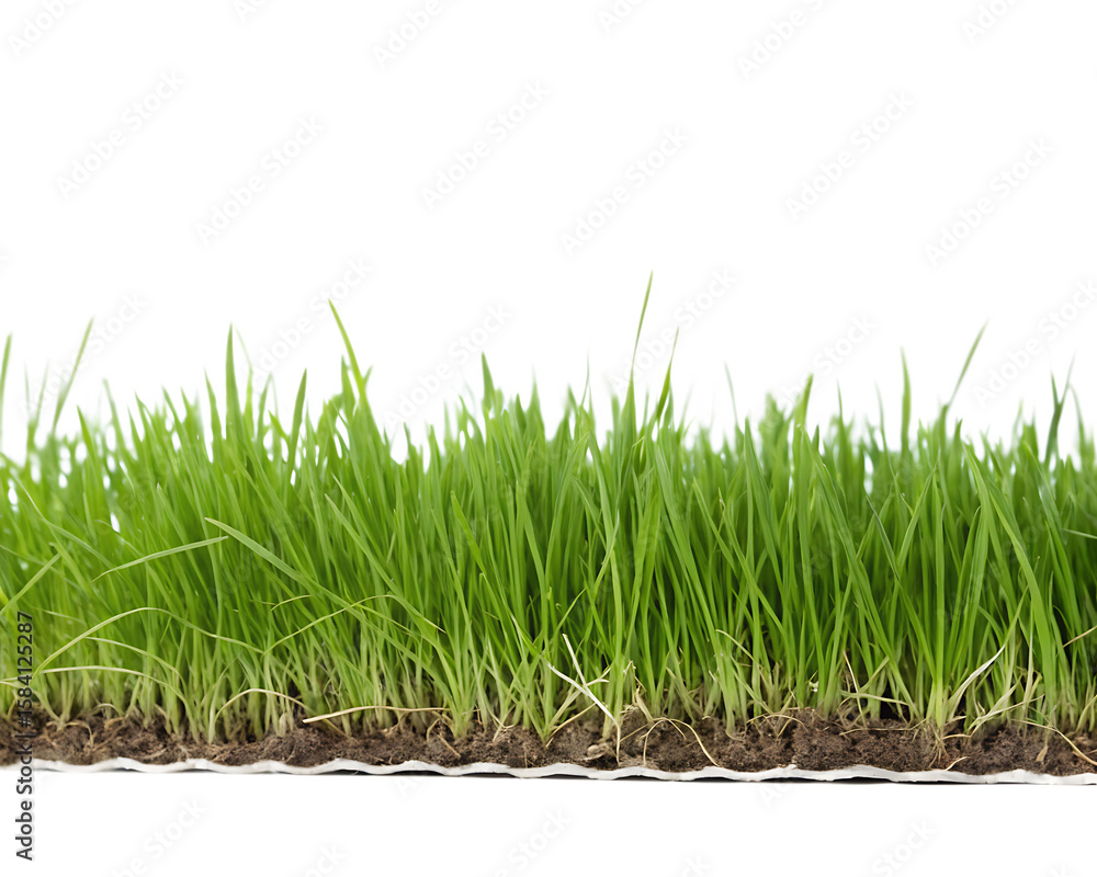 Fototapeta premium Close up of a section of green grass with soil and roots on a white background isolated on a transparent background