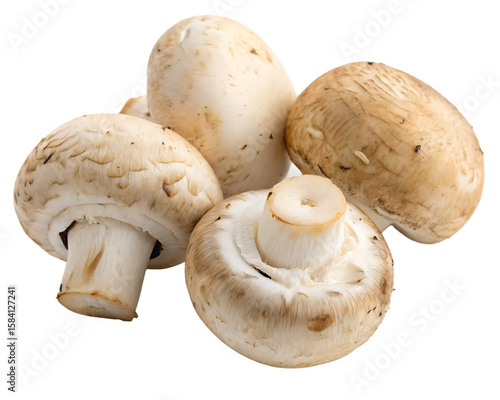 Group of four white and brown button mushrooms with visible gills and stems isolated on a transparent background