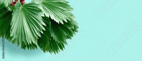 Close up of large green fan palm leaves against a light blue background