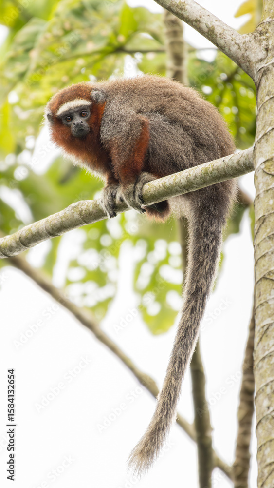 Naklejka premium Mono Zocay