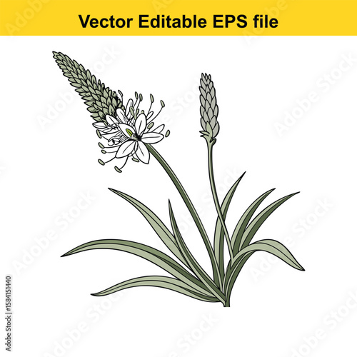A plantain plant with green leaves and flower spikes on white background