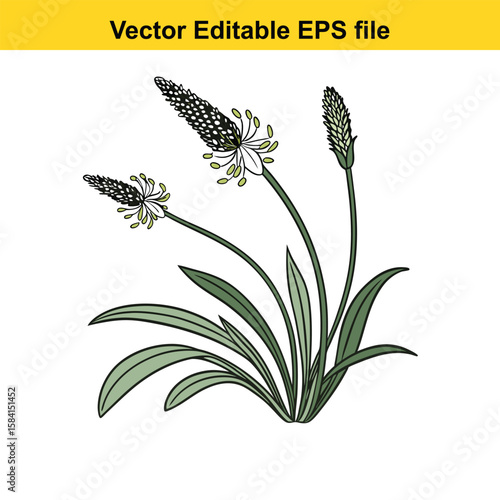A plantain plant with three green flower spikes on white background