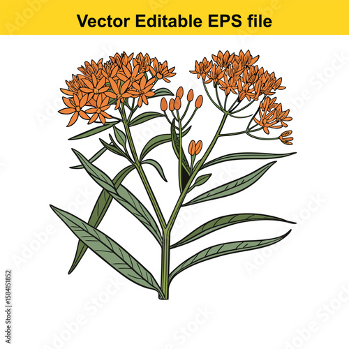A cluster of orange milkweed flowers on a green stem