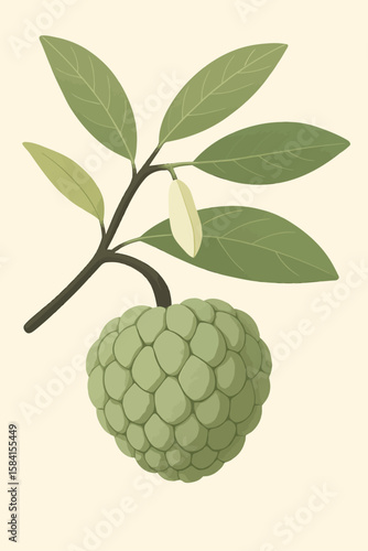 This is a minimalist botanical illustration of a sugar apple (Annona squamosa), also known as sweetsop or custard apple. The image features a single green fruit with a scaly texture hanging from a dar