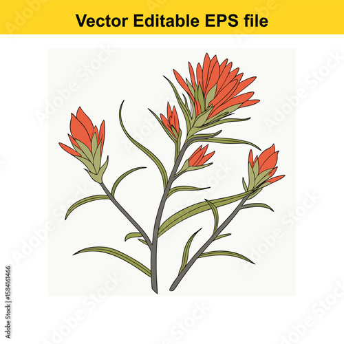 A cluster of indian paintbrush wildflowers in bloom