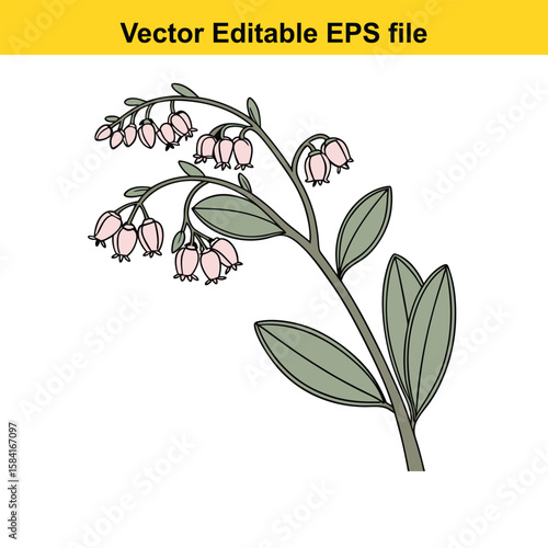 Curving branch with pink bellshaped flowers isolated