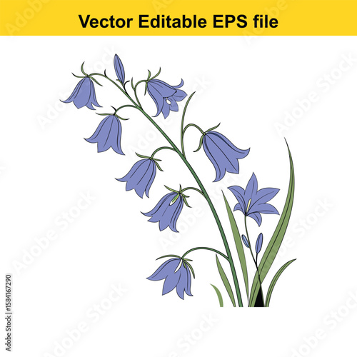 Blue bellflowers with green leaves isolated on white background