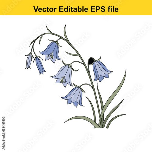 Bluebell flowers with leaves and stem isolated on white