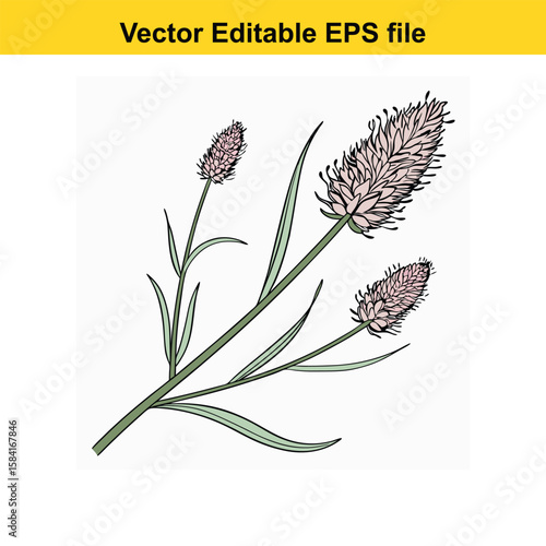 Plantain flower spikes with leaves isolated on white background