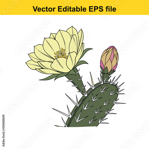 Yellow prickly pear cactus flower and bud illustration