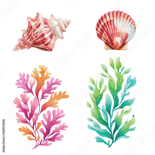 Set of seaweed and seashells