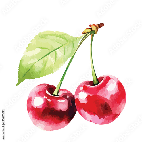 Two cherries with leaves isolated