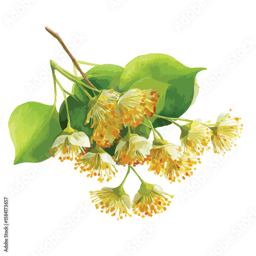 Linden blossoms on branch with leaves watercolor illustration