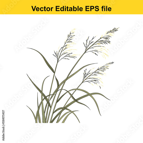 Tall grass stalks sway gently in the breeze