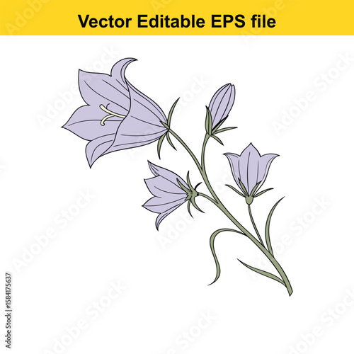 Purple bellflowers with green leaves isolated on white