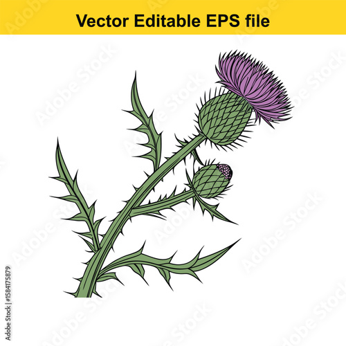 A purple thistle flower with spiky leaves on white background