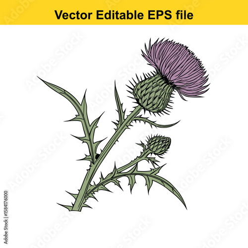A prickly thistle plant with purple flowers isolated on white