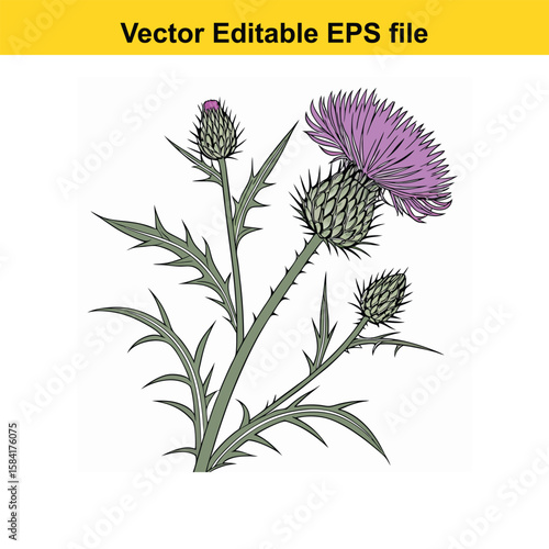 A prickly thistle plant with purple flowers isolated on white