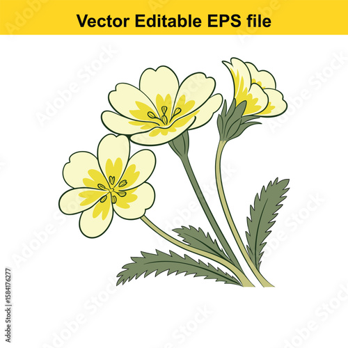 Fotografie A cluster of yellow primroses on a white background