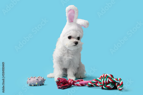 Cute Bolognese dog in bunny...