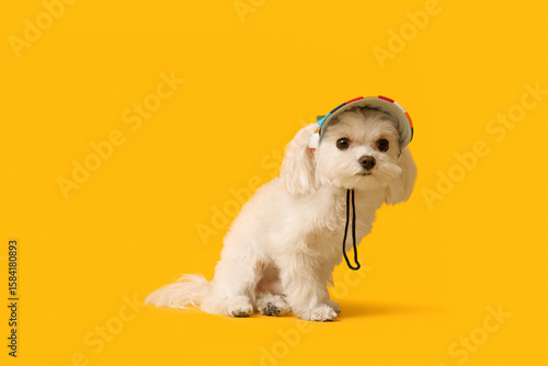 Cute Bolognese dog in hat o...