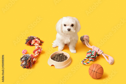 Cute Bolognese dog with toy...