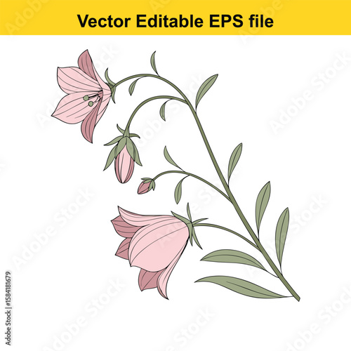 Pink bellflower flowers with leaves isolated on white background