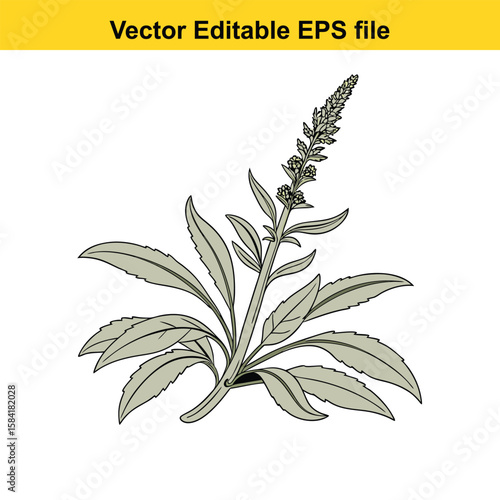 Green plant with a tall flower spike
